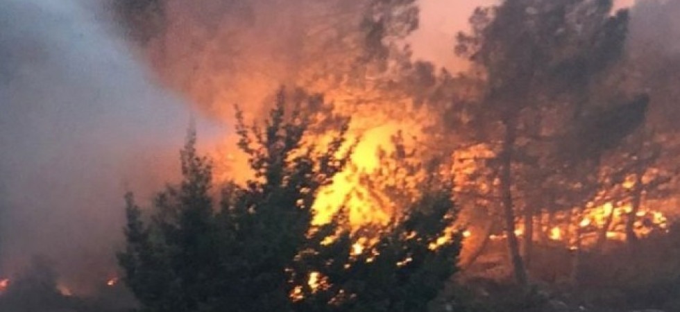 Emergenza incendi, "rischio maggiore per i piccoli animali come rane, anfibi, insetti"